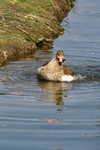 Egyptian Goose