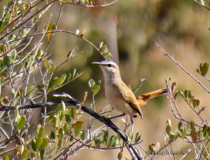 Kalahari Scrub-Robin