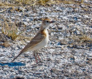 Red-capped Lark