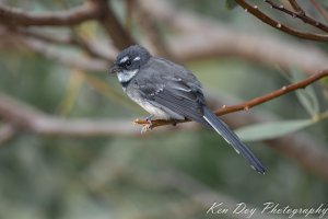 Grey Fantail.