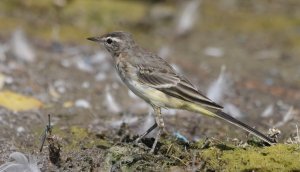 Young western yellow wagtail