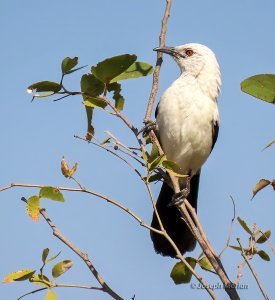 Southern Pied-Babbler