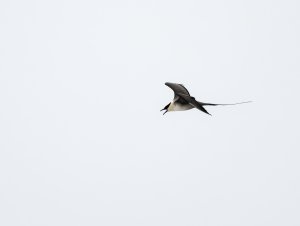 Long-tailed skua