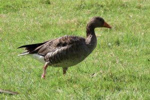 Greylag