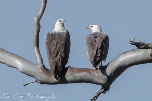 White Bellied Sea-Eagle.