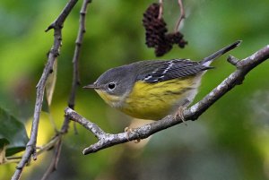 Magnolia Warbler