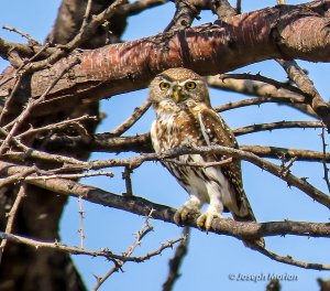 Pearl-spotted Owlet