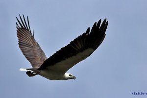 White bellied sea eagle