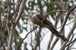 Yellow Wattlebird