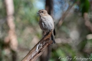 Dusky Robin