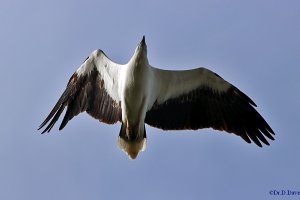 White bellied sea eagle