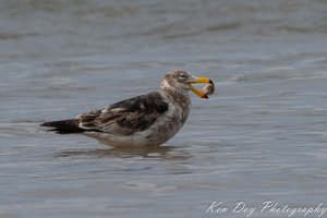 Pacific Gull ( 2nd Year )