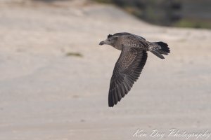 Pacific Gull ( Juv )