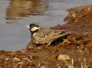 Gray-backed Sparrow-Lark