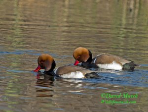 Red-crested Pochard (two males)