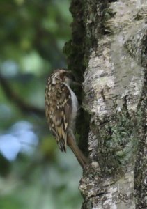 Treecreeper