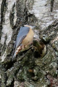 Nuthatch