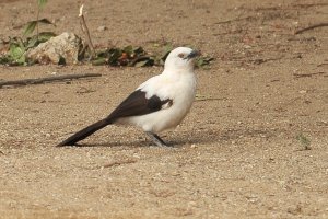 Southern Pied Babbler