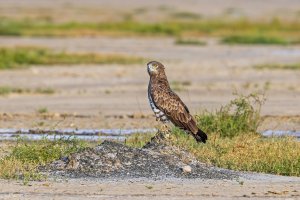 Short-toed Snake Eagle