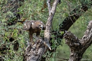 Booted Eagle