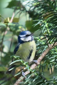 Blue tit