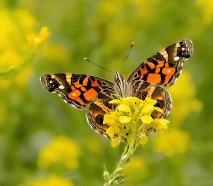 American Painted Lady