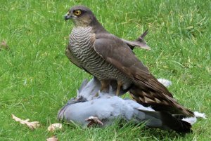 Sparrowhawk