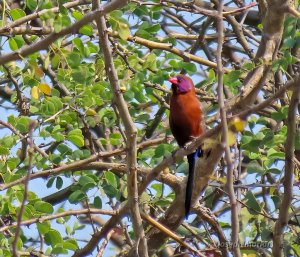 Violet-eared Waxbill