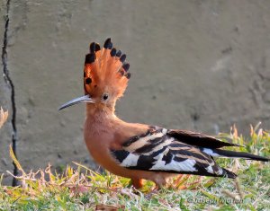 Eurasian Hoopoe