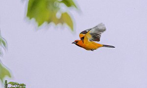 Streaked-backed Oriole