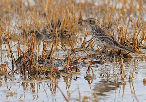 American Pipit