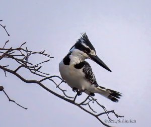 Pied Kingfisher