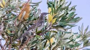 Little Wattlebird