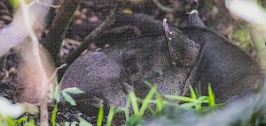 Baird's Tapir