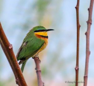 Little Bee-eater