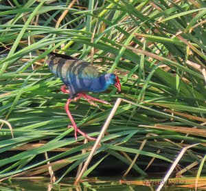 African Swamphen