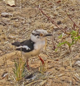 White Helmetshrike