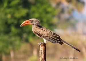 Bradfield's Hornbill