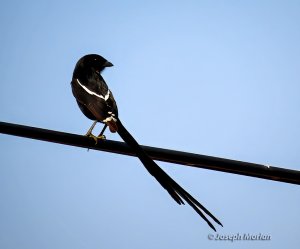 Magpie Shrike