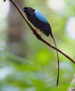 Long-tailed Manakin (male)