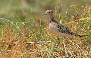 Buff-breasted Sandpiper