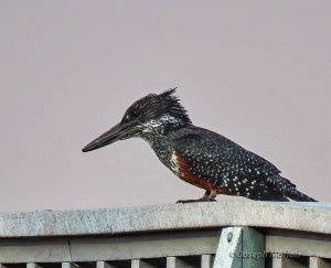 Giant Kingfisher