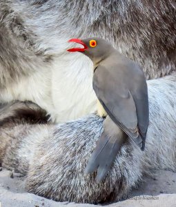 Red-billed Oxpecker