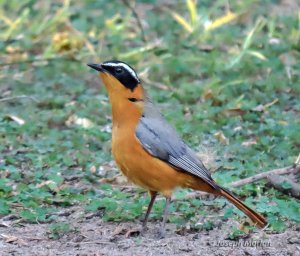 White-browed Robin-Chat