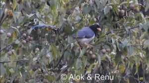 Himalayas-754 : Red-billed Blue Magpie : a morning feeding party : Amazing Wildlife of India by Renu Tewari and Alok Tewari