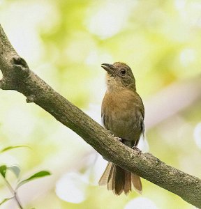 Red-crowned Ant-Tanager, female