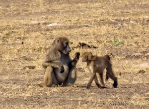 Chacma Baboon (Papio ursinus)