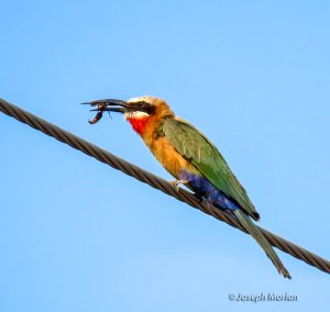 White-fronted Bee-eater