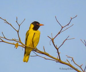 African Black-headed Oriole