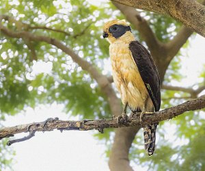 Laughing Falcon